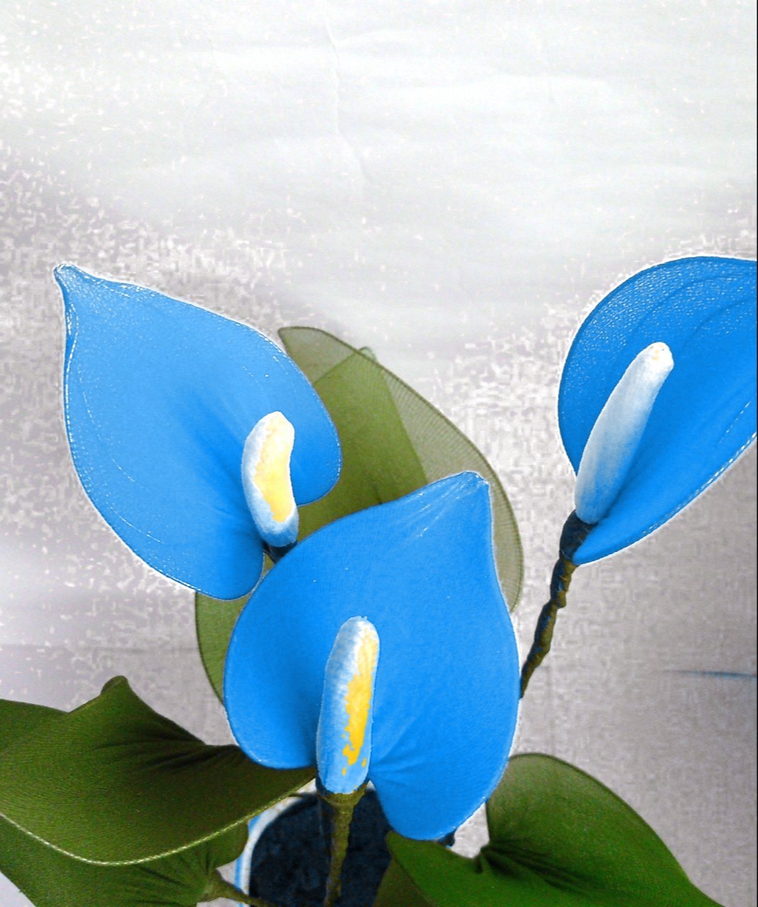 Sky (Sky Blue) seeds for planting in home garden