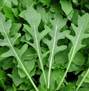 Arugula Seeds – Roquette Eruca Vesicaria Sativa Rocket Rucola Rugula ...