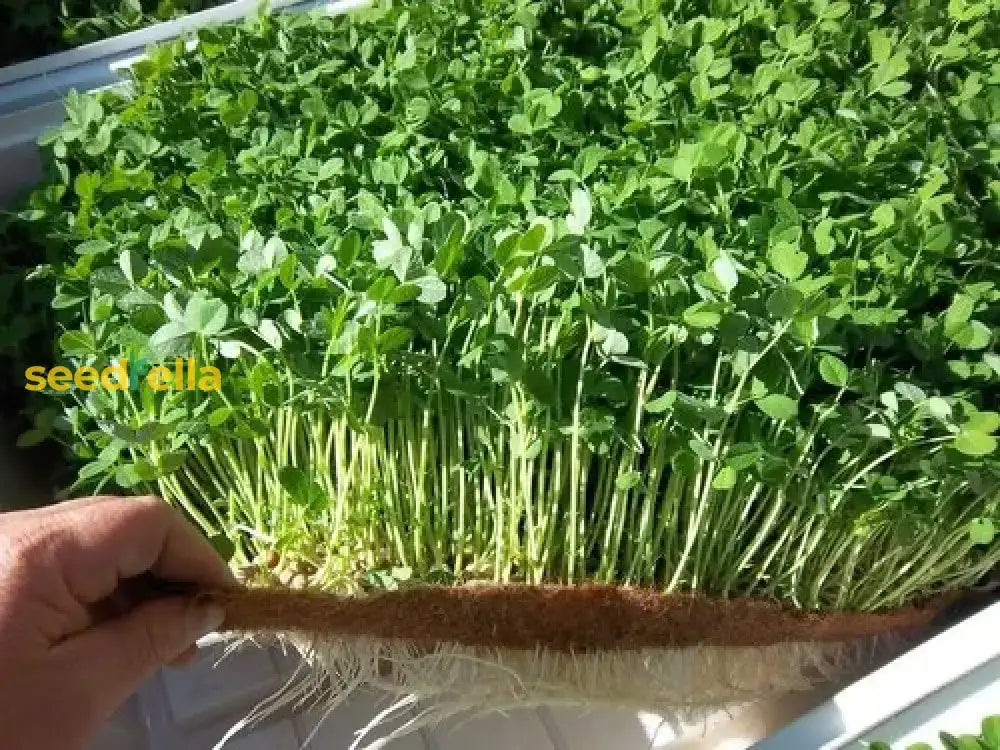 Arugula Seeds For Planting Vegetable Seeds