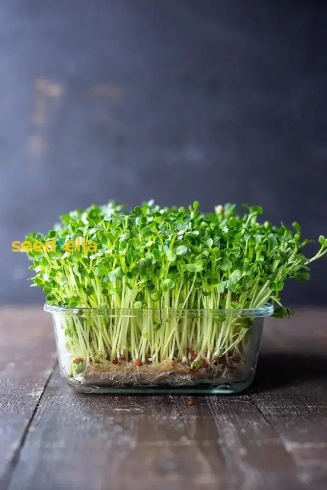 Arugula Seeds For Planting Vegetable Seeds