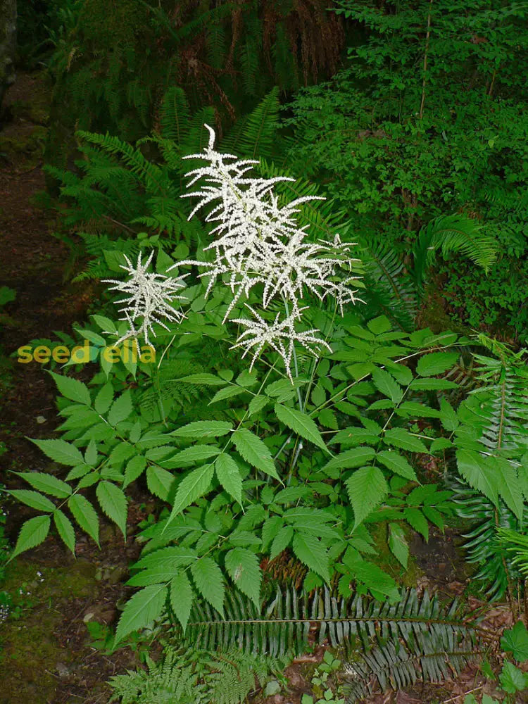 Aruncus Flower Seeds For Elegant Garden Planting