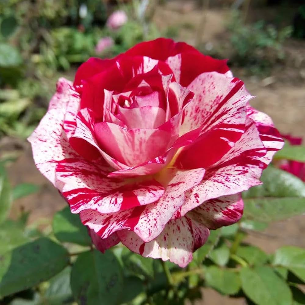 Asaka White Red Rose growing in a garden