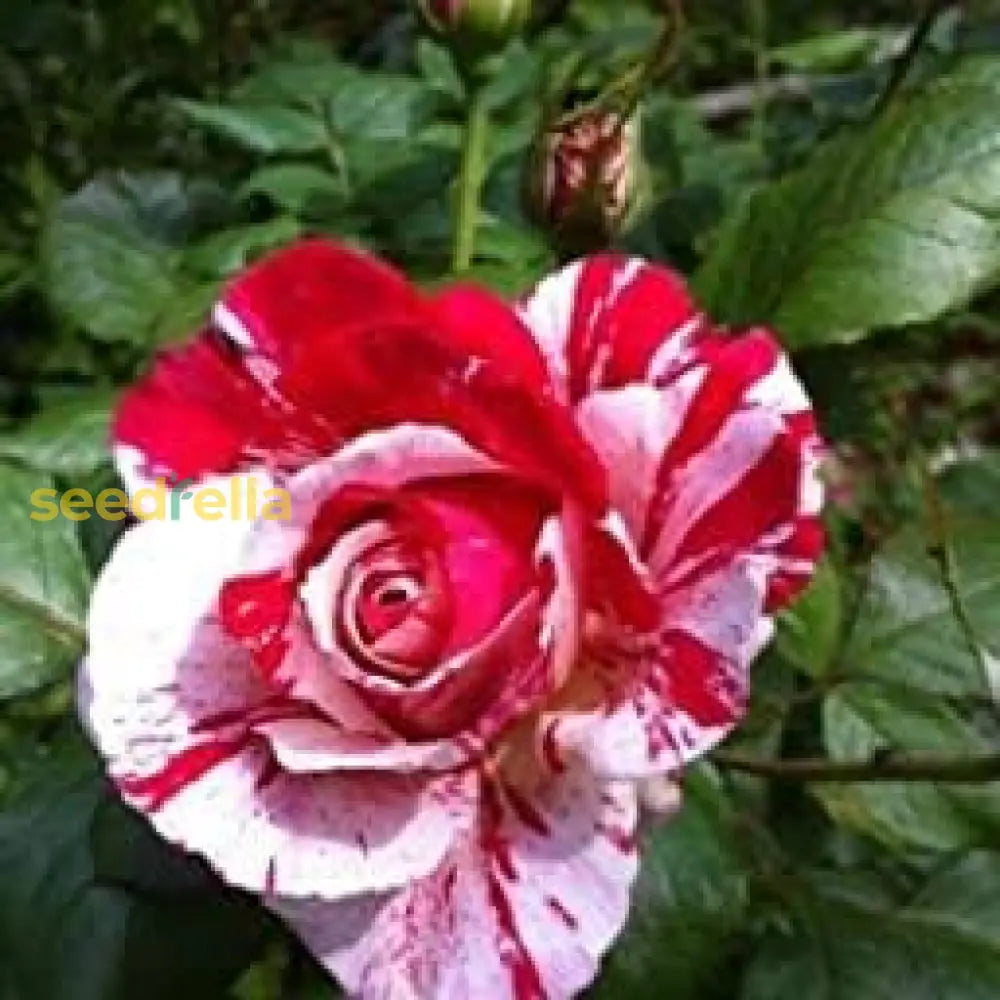 Asaka White Red Rose Seeds For Planting Flower