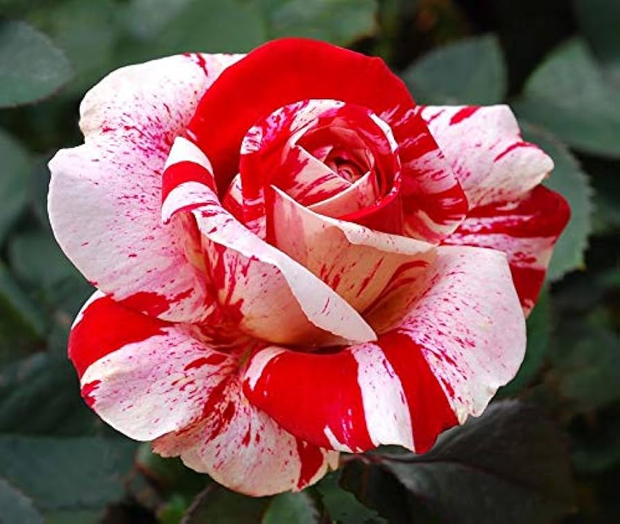 Asaka White Red Rose Seeds for Planting