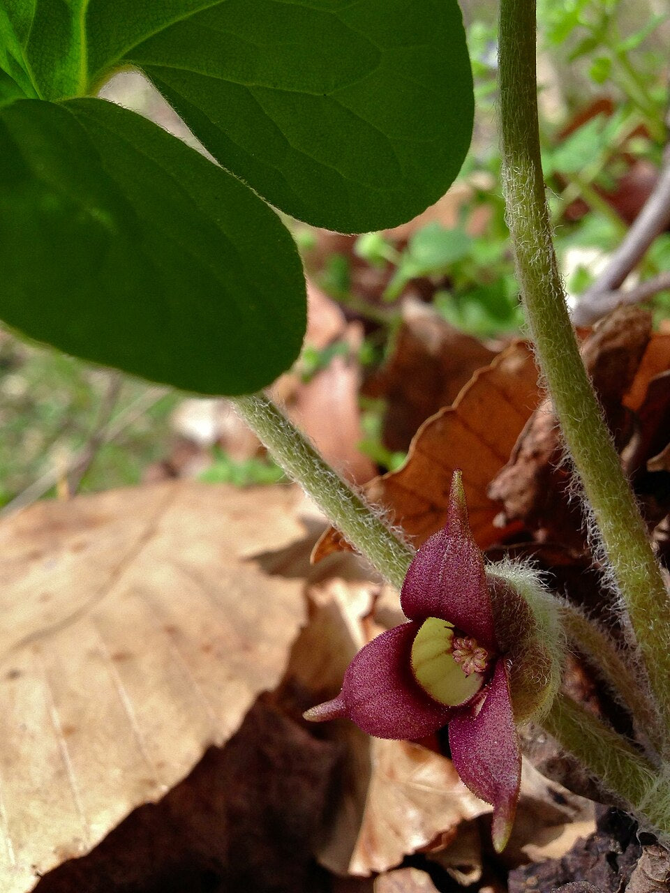 Wild Ginger Seedlings Emerging in Shady Soil