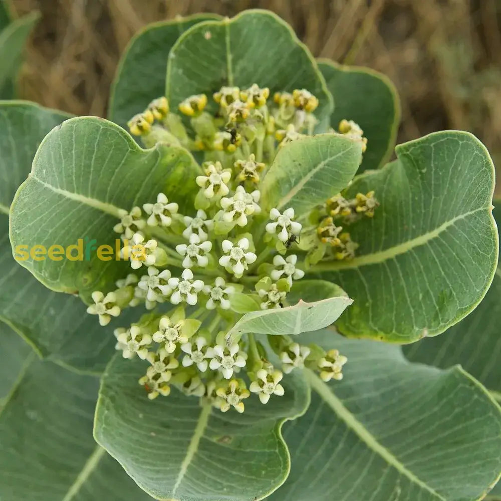 Asclepias Arenaria Seeds For Planting Sand Milkweed Flower