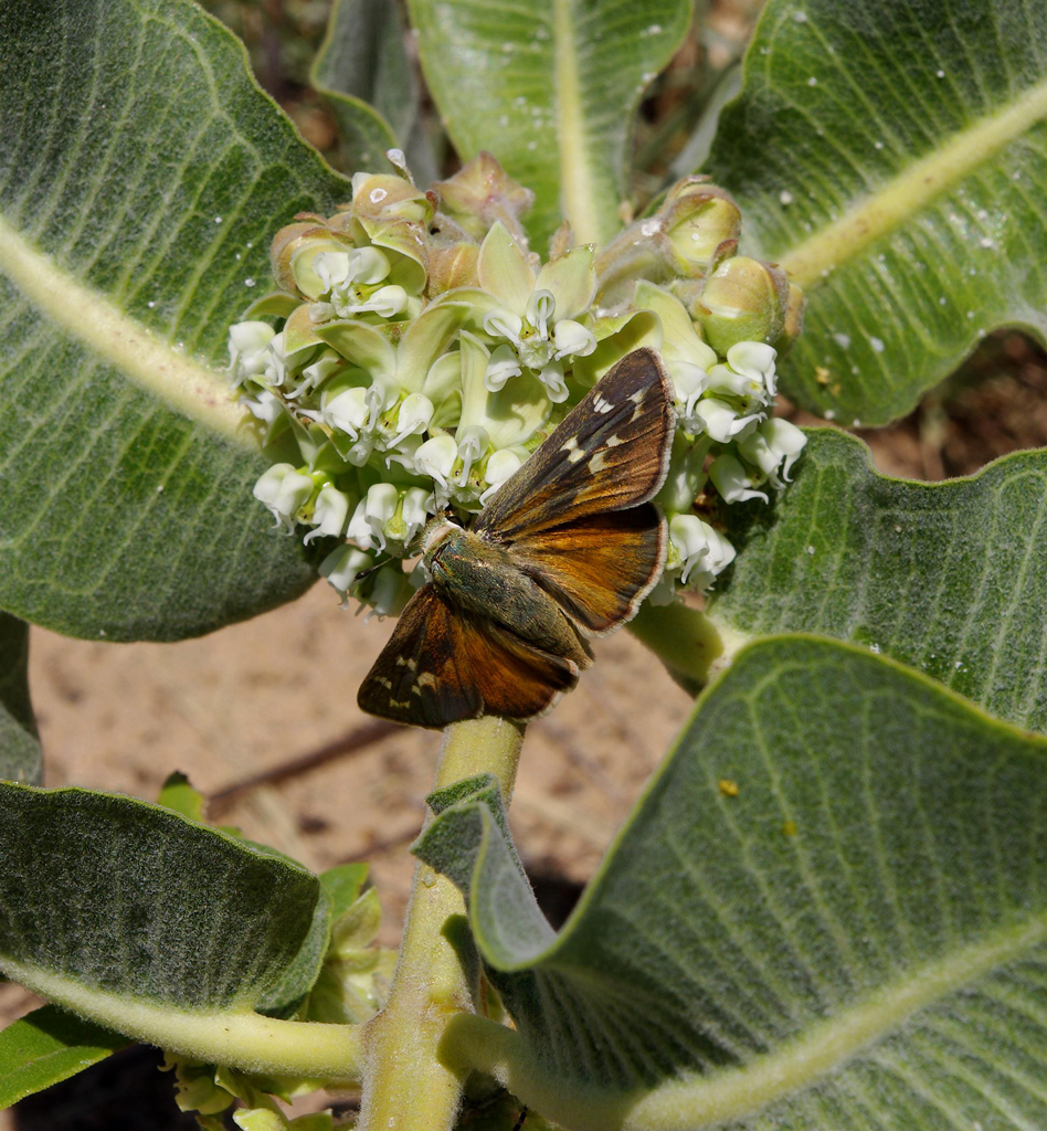 Asclepias Arenaria Seeds for Planting