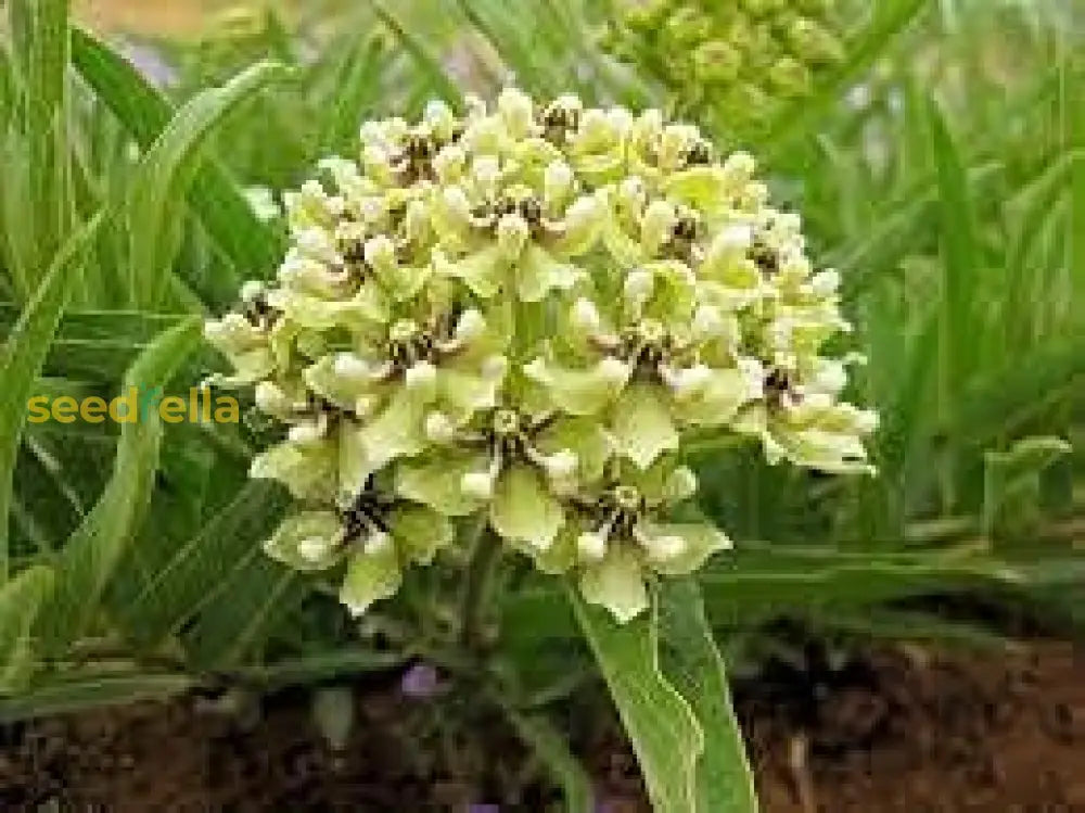 Asclepias Asperula Antelope Horns Seeds For Planting