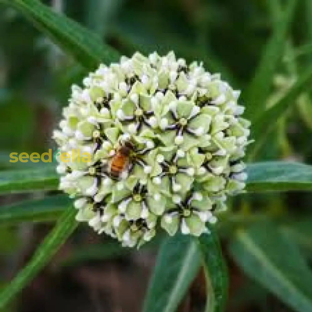 Asclepias Asperula Antelope Horns Seeds For Planting