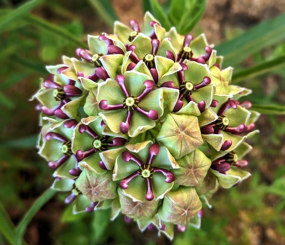 Asclepias Asperula Antelope Horns Seeds for Planting
