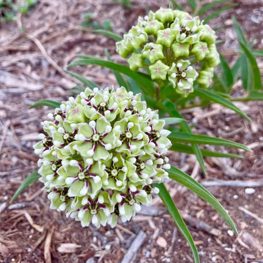 Close-up of Asclepias Asperula Antelope Horns flower