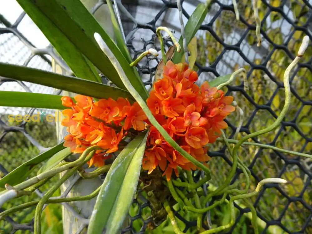 Ascocentrum Ampullaceum Orange Flower Seeds  Easy Planting