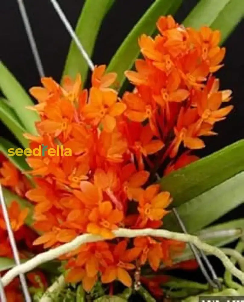 Ascocentrum Ampullaceum Orange Flower Seeds  Easy Planting