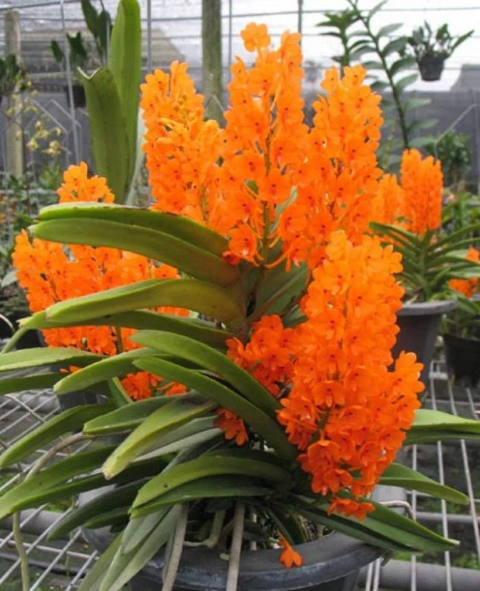 Ascocentrum Ampullaceum Orange flower seeds for vibrant garden blooms
