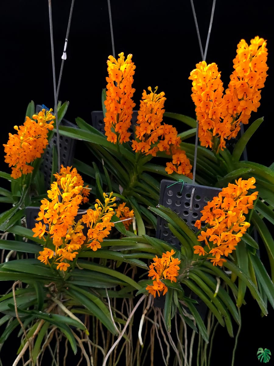 Ascocentrum Ampullaceum seeds for borders and garden beds
