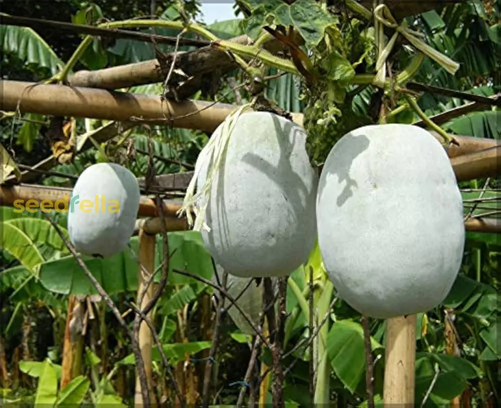 Ash Gourd Seeds - Complete Vegetable Planting Kit Seeds