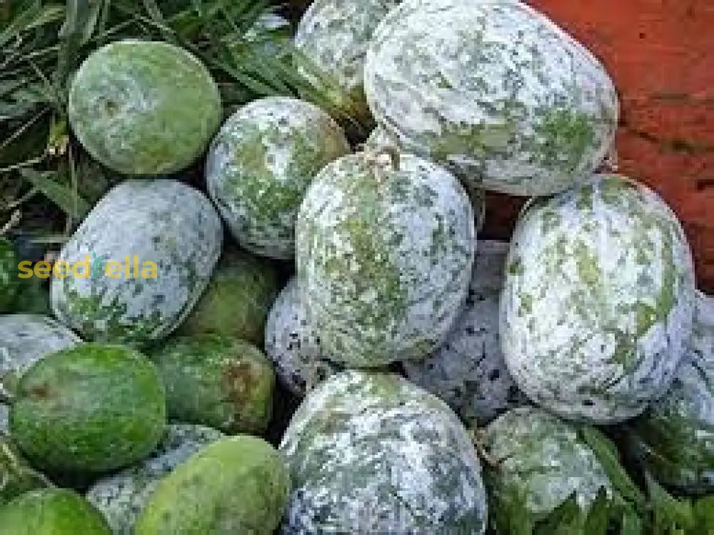 Ash Gourd Seeds - Complete Vegetable Planting Kit Seeds