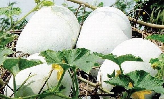 Ash Gourd vine seeds warm season gardening