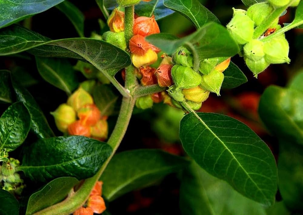 Ashwagandha Plant Bearing Red Berries in Warm Garden
