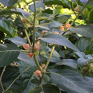 Ashwagandha plant with bushy green leaves