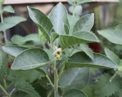 Ashwagandha plant grown in container for home garden