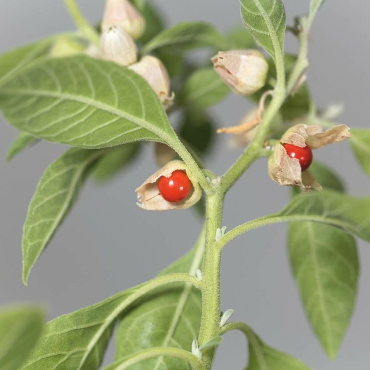 Ashwagandha seeds for planting in herbal gardens