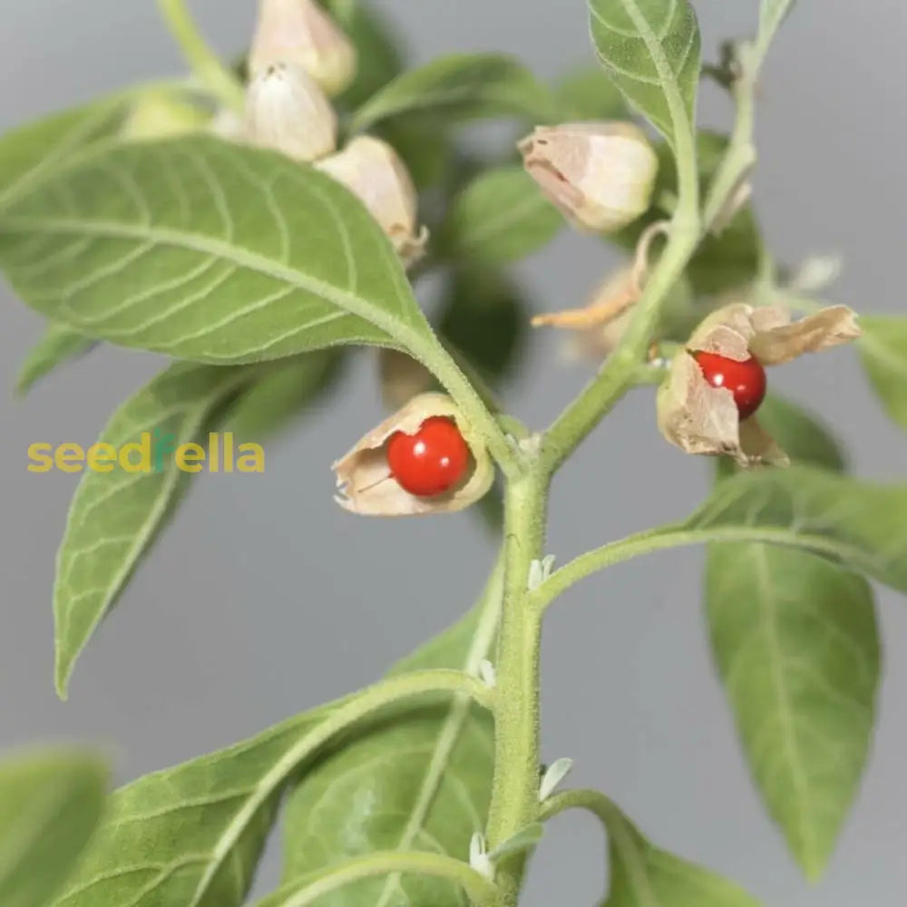 Ashwagandha Seeds For Planting In Herbal Gardens Herb