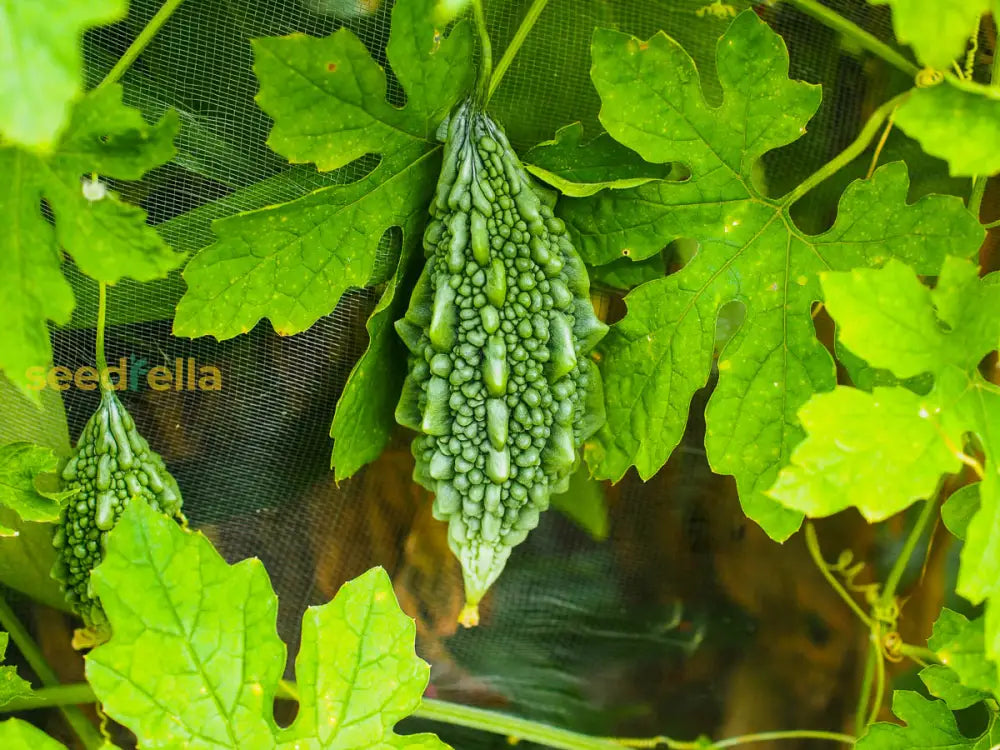 Asian bitter gourd garden seeds