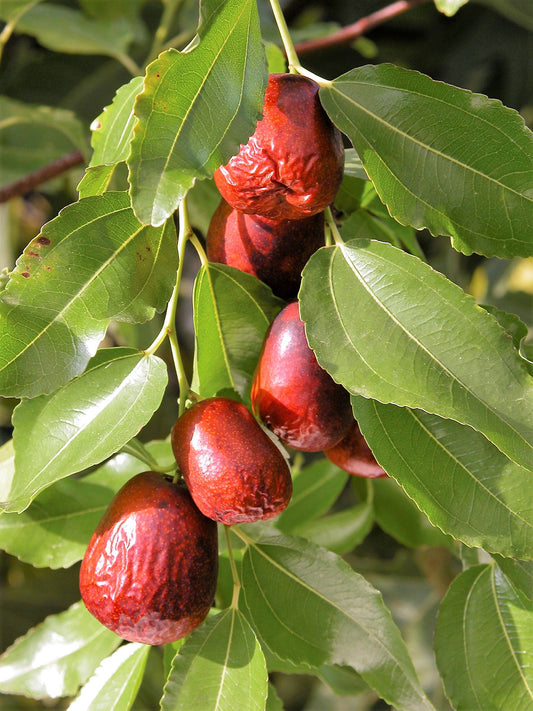 Asian Date Jujube (Ziziphus spinosa) seeds for planting