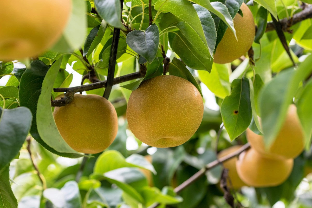 Close-up of ripe Asian pears on the tree