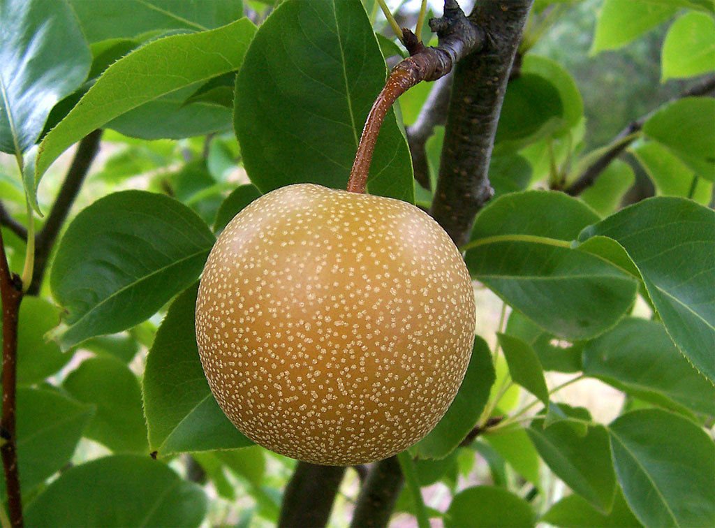 Asian pear tree seeds showing glossy green leaves and ripening fruit