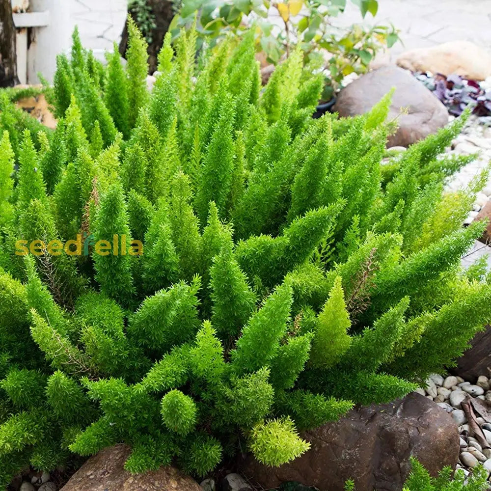 Asparagus Meyeri Seeds For Planting - Ornamental Plant Seeds