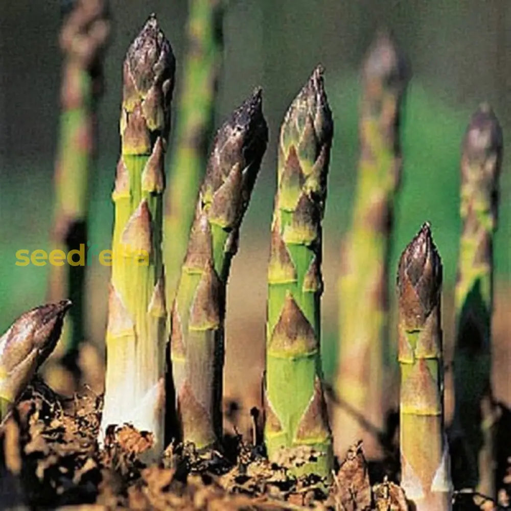 Asparagus plants in garden bed