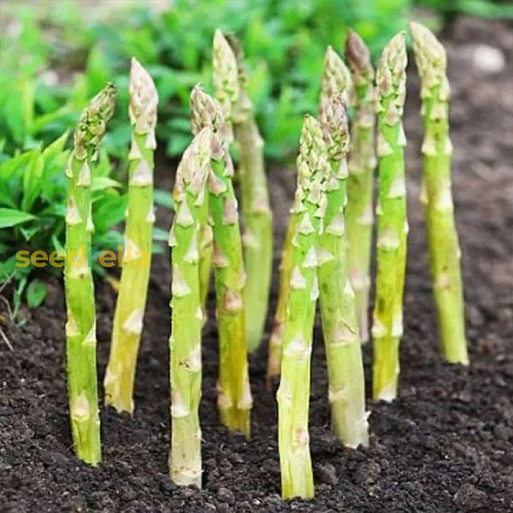 Tender asparagus spears growing