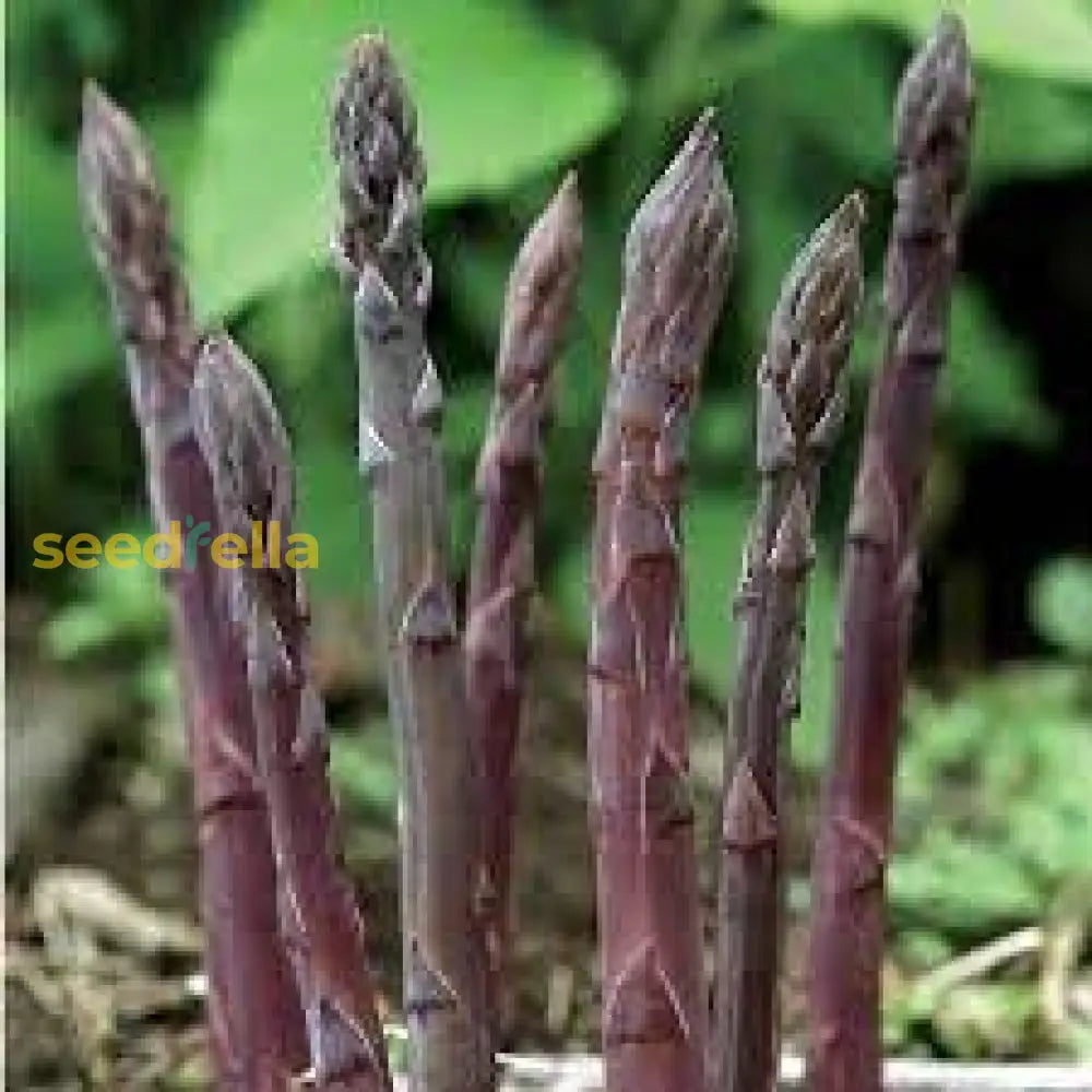 Asparagus Vegetable Seeds – Easy-to-Grow Perennial Variety