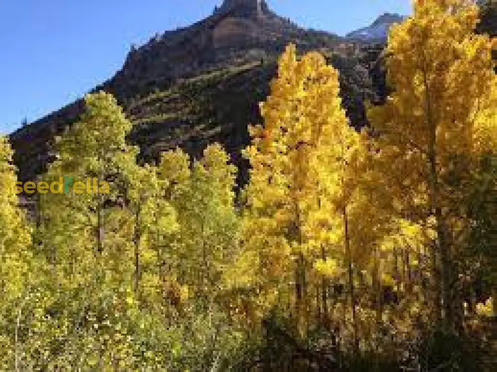 Aspen Tree Seeds For Planting Guide Plant Seeds