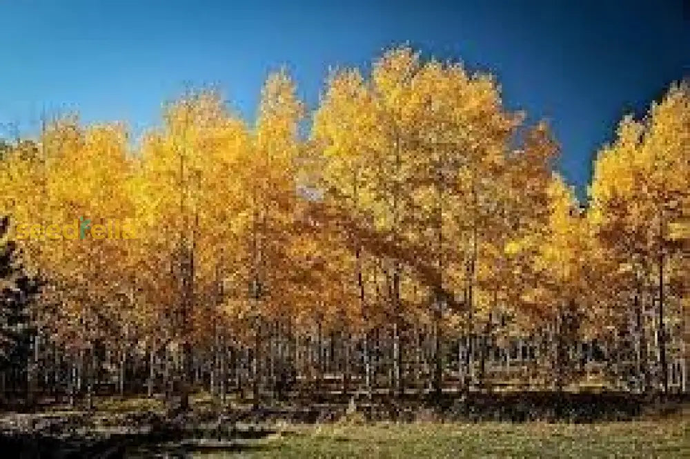 Aspen Tree Seeds For Planting Majestic Trees