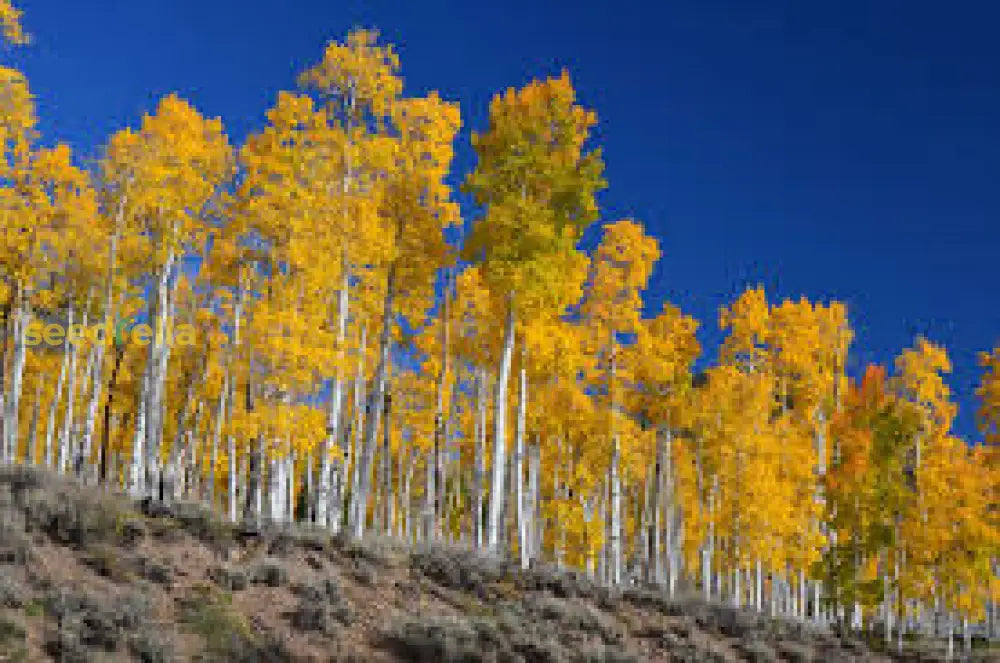 Aspen Tree Seeds For Planting Majestic Trees