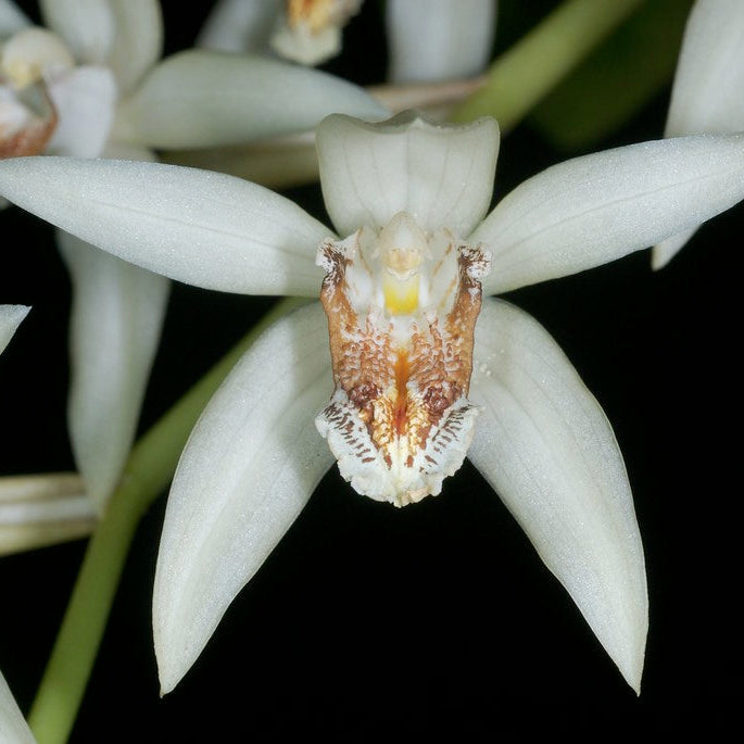 Close-up of Asperata flower petals