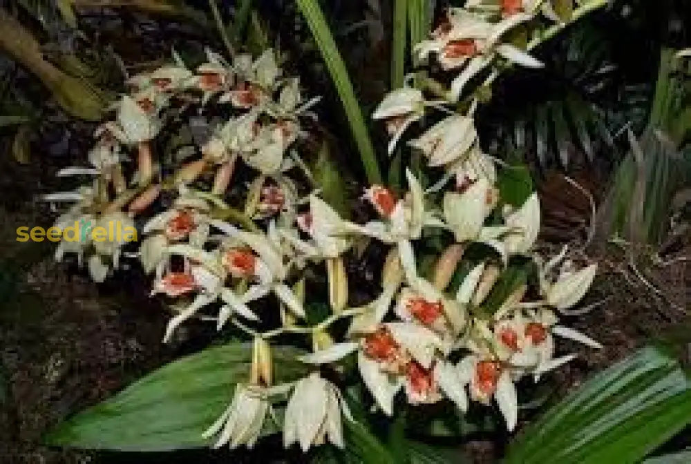 Asperata Flower Seeds For Unique Planting