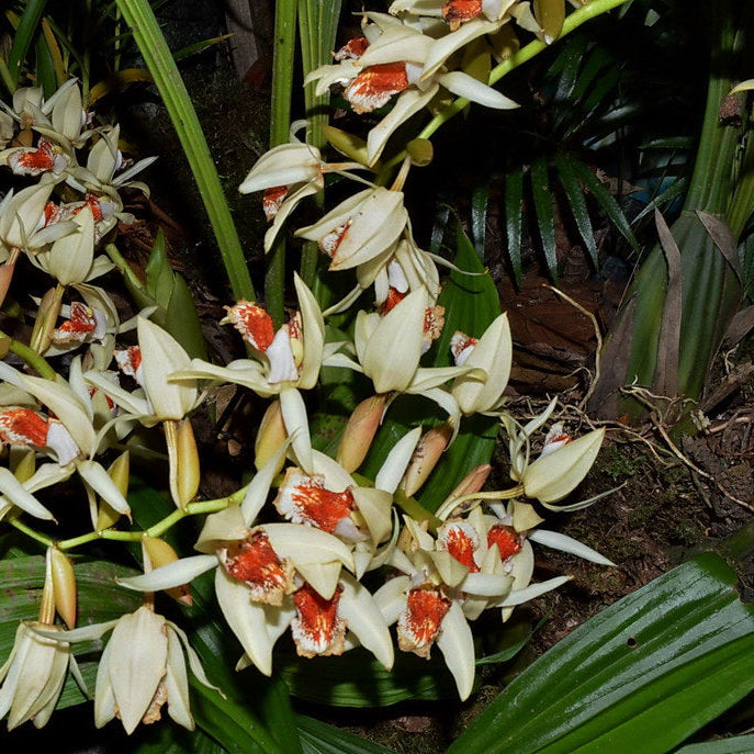 Asperata Flowering Seeds for planting