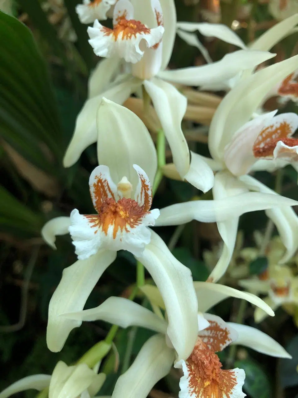 Asperata plants in decorative garden borders