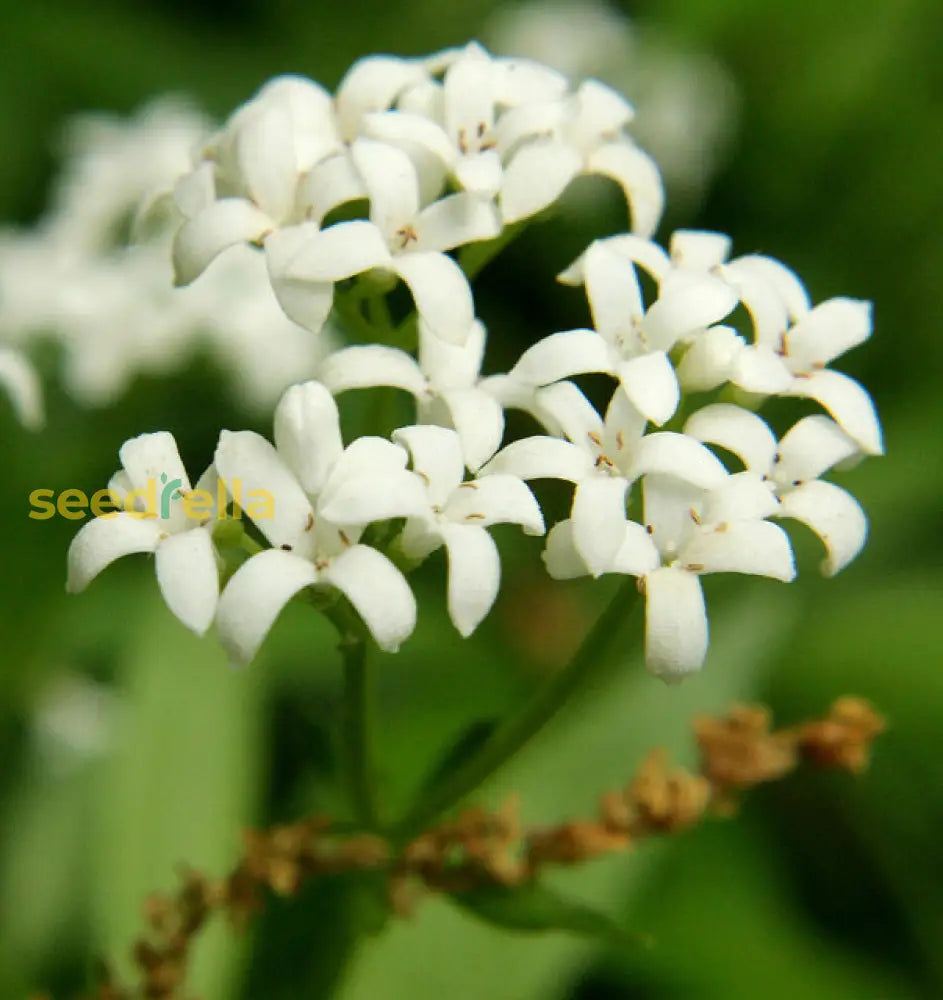 Asperula Flower Seeds For Planting Delicate Blooms