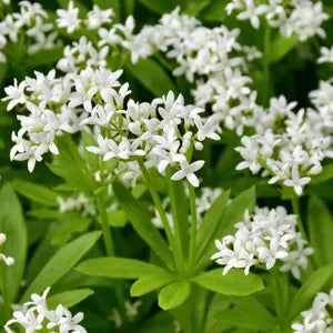Asperula Flower Seeds for Planting Delicate Blue Blooms