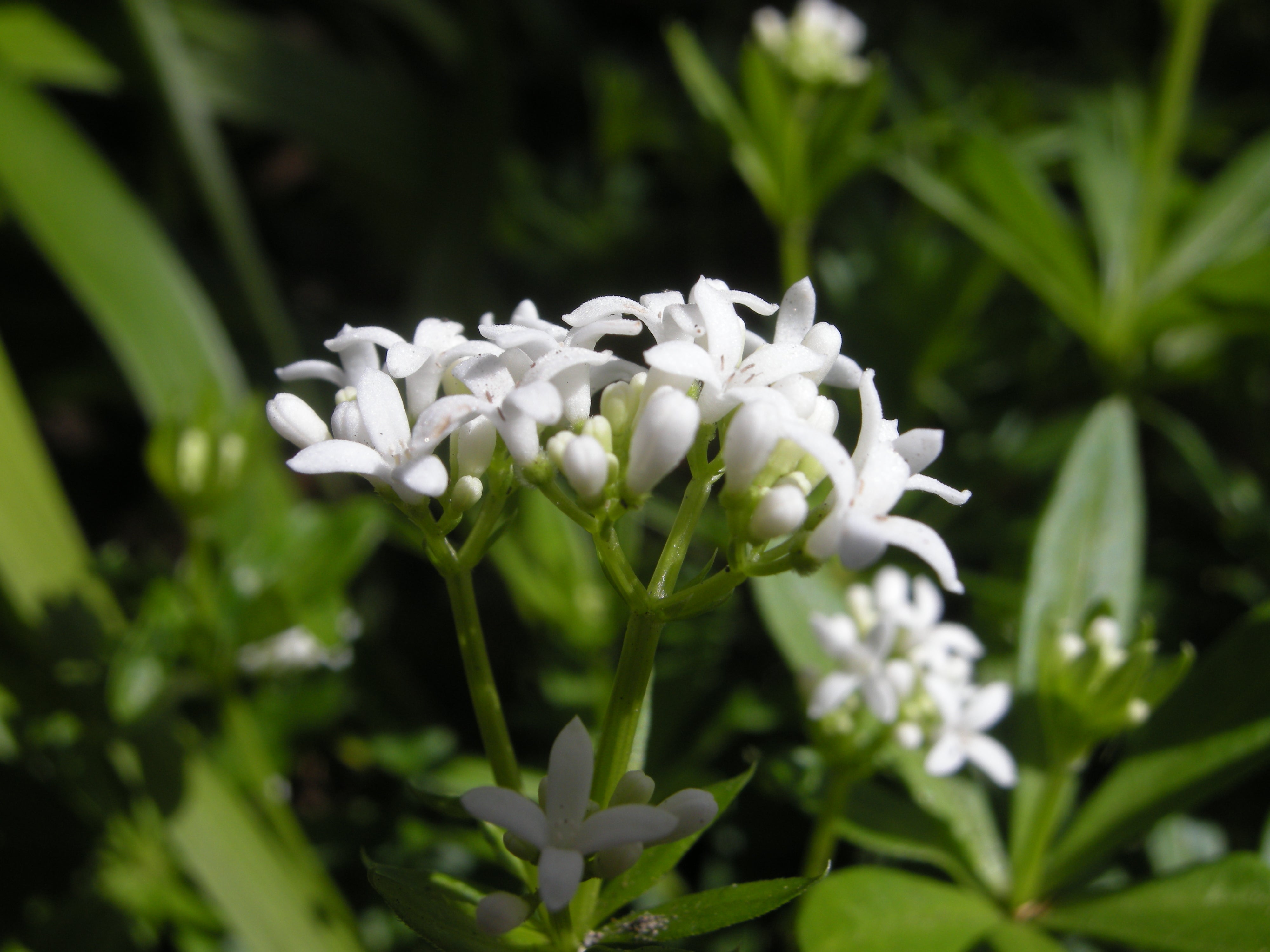 Asperula Flower Seedlings Sprouting in Pots