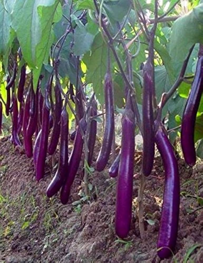 Various aubergine plants growing in a garden bed