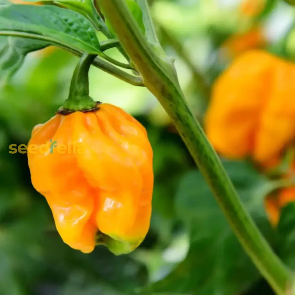 Assorted Habanero pepper plants in garden