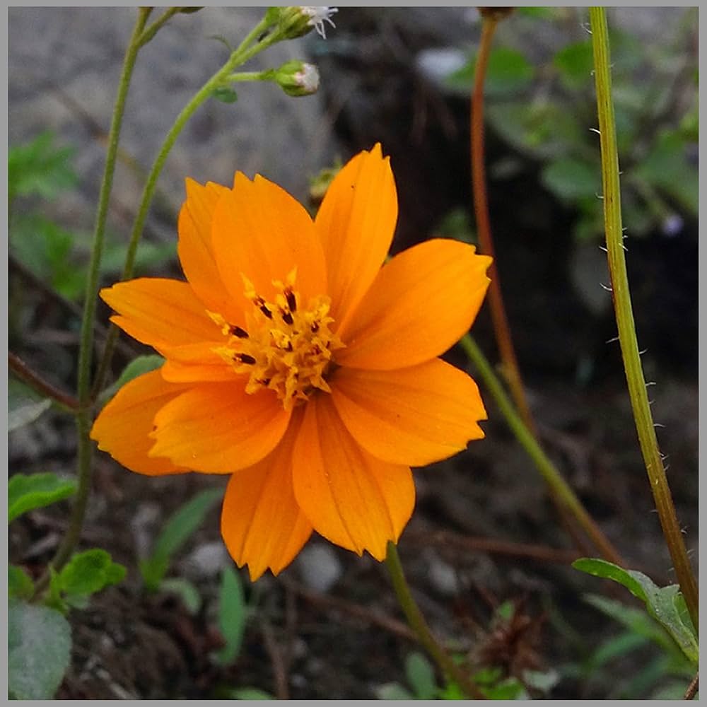 Orange China Aster growing in container