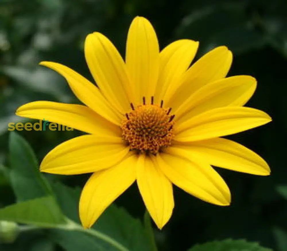 Aster Flower Seeds For Planting - Vibrant Yellow-Green Blooms Stunning Garden Arrangements