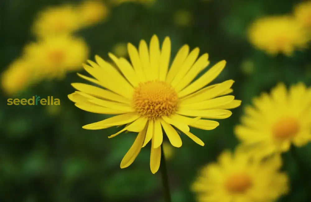 Aster Flower Seeds For Planting - Vibrant Yellow-Green Blooms Stunning Garden Arrangements